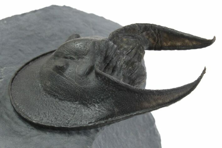 Enrolled Scotoharpes Trilobite - Boudib, Morocco #353076